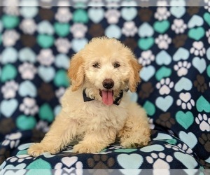 Goldendoodle (Miniature) Puppy for sale in QUARRYVILLE, PA, USA
