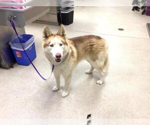 Siberian Husky Dogs for adoption in Riverside, CA, USA