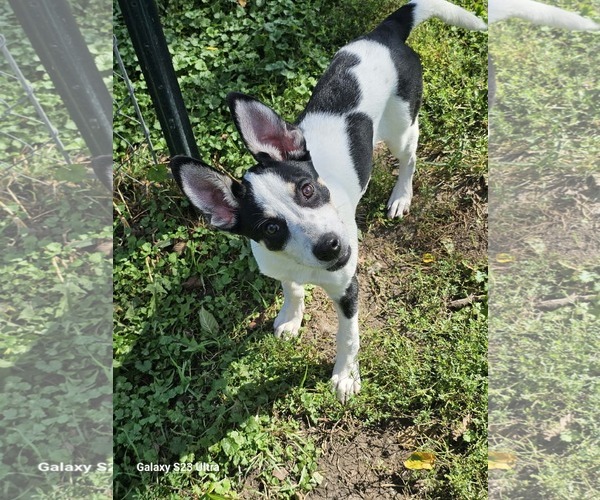 Medium Photo #4 Gerberian Shepsky Puppy For Sale in Waterloo, IA, USA