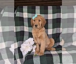 Small Photo #5 Golden Retriever Puppy For Sale in KIRKWOOD, PA, USA