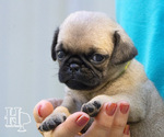 Puppy Lana Pug