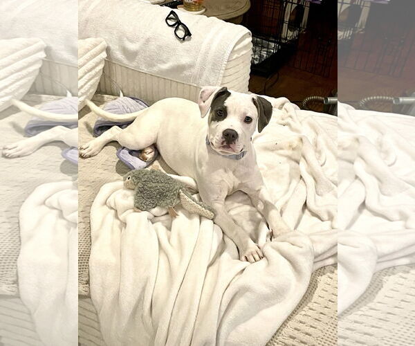 Medium Photo #1 American Staffordshire Terrier-Unknown Mix Puppy For Sale in Holly Springs, NC, USA