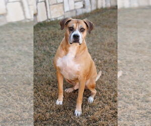 Boxer-Unknown Mix Dogs for adoption in McKinney, TX, USA