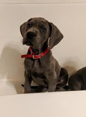 Great Dane Puppy for sale in OROVILLE, WA, USA