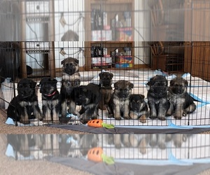 German Shepherd Dog Dog for Adoption in HOPEWELL JUNCTION, New York USA