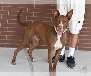 Teddy - Male Siberian Husky-Unknown Mix Dog for Adoption - Photo #10