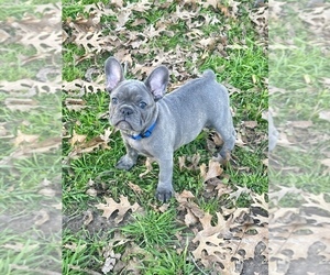 French Bulldog Puppy for sale in WEATHERFORD, TX, USA
