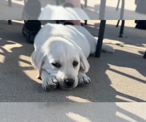 Labrador Retriever Puppy for sale in FORT LUPTON, CO, USA