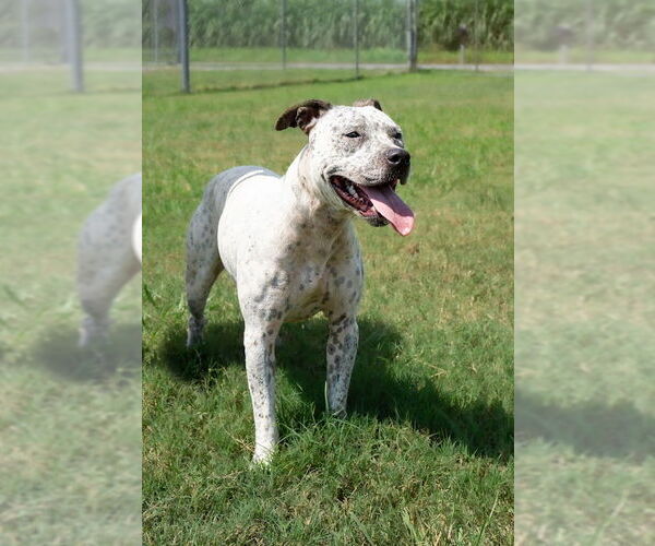 Medium Photo #2 Mutt Puppy For Sale in Abbeville, LA, USA