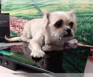 Shih Tzu-Unknown Mix Dogs for adoption in Moreno Valley, CA, USA