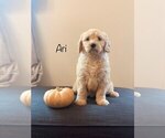 Puppy 1 English Cream Golden Retriever-Poodle (Miniature) Mix