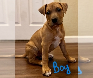 American Pit Bull Terrier-Mutt Mix Puppy for sale in MOSES LAKE, WA, USA