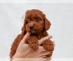 Small #4 Cavapoo (Miniature)-Poodle (Toy) Mix