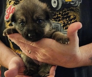 German Shepherd Dog Puppy for sale in WEST LEYDEN, NY, USA