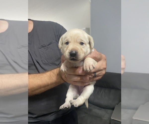 Medium Photo #29 Labrador Retriever Puppy For Sale in WILDWOOD, FL, USA