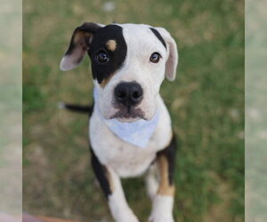 American Staffordshire Terrier-Unknown Mix Dogs for adoption in San Antonio, TX, USA