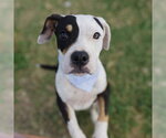 Small American Staffordshire Terrier Mix