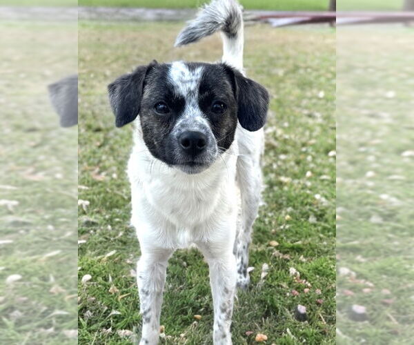 Medium Photo #2 Chihuahua-Unknown Mix Puppy For Sale in Newport Beach, CA, USA