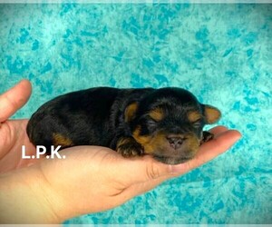 Bulldog Puppy for sale in WINNSBORO, LA, USA