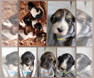 Pyredoodle Puppy for sale in NASHVILLE, TN, USA