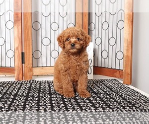 Bichpoo Puppy for sale in NAPLES, FL, USA