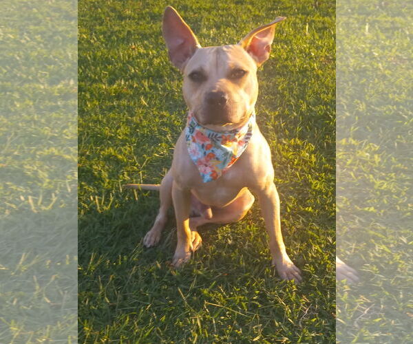 Medium Photo #19 American Pit Bull Terrier-Unknown Mix Puppy For Sale in Murfreesboro, NC, USA