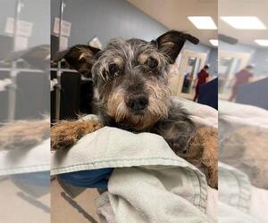 Mutt Dogs for adoption in Riverside, CA, USA