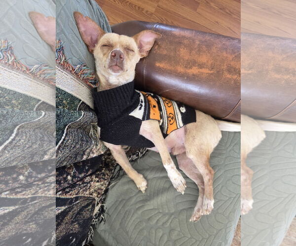 Medium Photo #2 ShiChi Puppy For Sale in Aurora, CO, USA