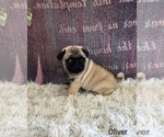 Small Photo #3 Pug Puppy For Sale in NAPPANEE, IN, USA