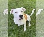 Small #8 Labrador Retriever Mix
