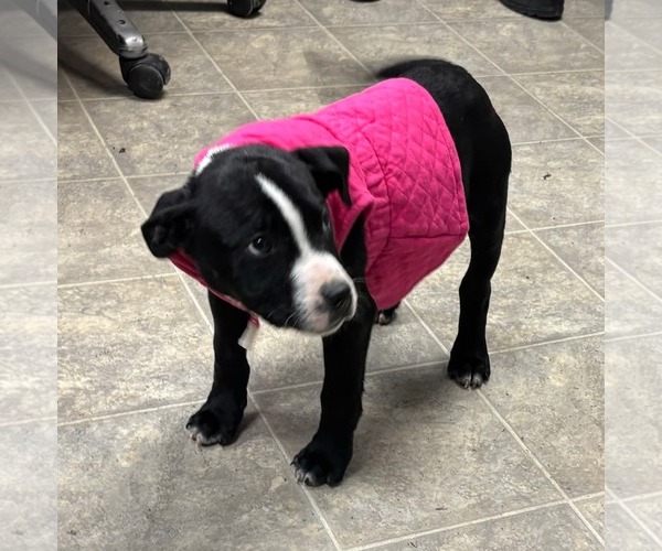 Medium Photo #1 Mutt Puppy For Sale in Rustburg, VA, USA