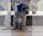 Small Photo #3 Miniature Australian Shepherd-Miniature Bernedoodle Mix Puppy For Sale in BLUE SPRINGS, MO, USA
