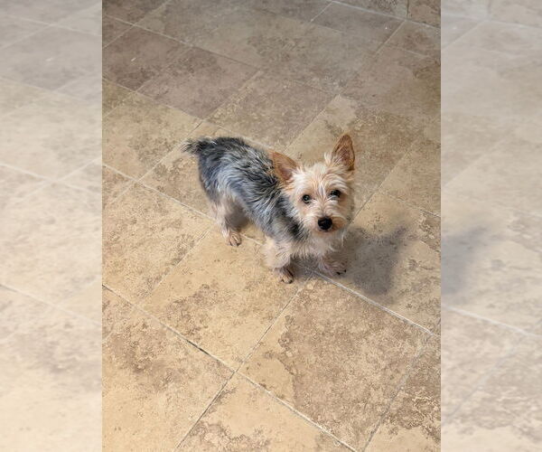 Medium Photo #5 Mutt Puppy For Sale in Oak Bluffs, MA, USA