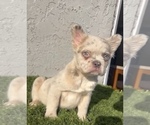 Small Photo #30 French Bulldog Puppy For Sale in SAN ANTONIO, TX, USA