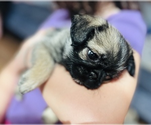 Pug-Shih Tzu Mix Puppy for Sale in MORRISON, Colorado USA