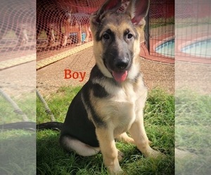 German Shepherd Dog Puppy for sale in AZLE, TX, USA