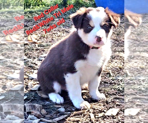 Medium Photo #17 Border Collie Puppy For Sale in BYBEE, TN, USA