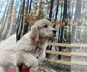 Golden Retriever Puppy for sale in WILLIAMSBURG, VA, USA