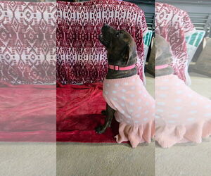 Mallow Cup - Female American Pit Bull Terrier-Unknown Mix Dog for Adoption - Photo #5
