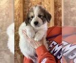 Small Photo #2 Great Pyrenees Puppy For Sale in RUTHERFORDTON, NC, USA