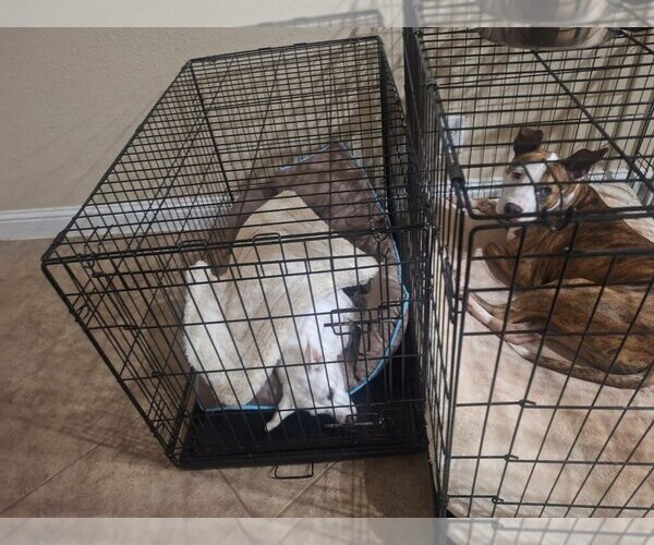 Medium Photo #6 Jack Russell Terrier-Unknown Mix Puppy For Sale in Katy, TX, USA