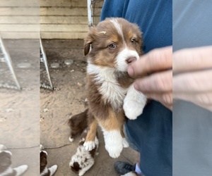 Australian Shepherd Puppy for sale in TOW, TX, USA