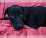 Small Labrador Retriever Mix