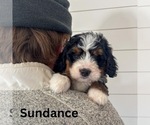 Small #3 Bernedoodle