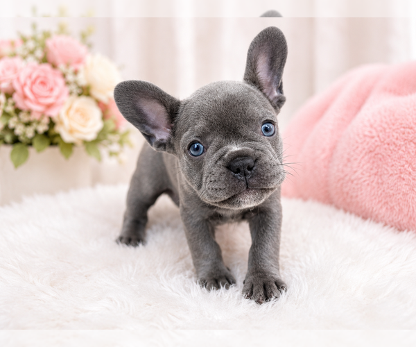 Medium Photo #4 French Bulldog Puppy For Sale in FORT LAUDERDALE, FL, USA