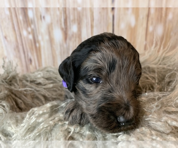 Medium Photo #9 Goldendoodle Puppy For Sale in CONCORD, NC, USA
