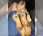 Small #7 Golden Retriever