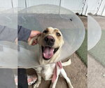 Small #7 Labrador Retriever Mix