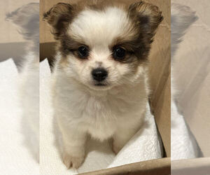 Shiranian Puppy for sale in MOUNT CLEMENS, MI, USA
