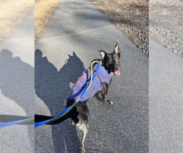 Medium Photo #18 Dutch Shepherd -Unknown Mix Puppy For Sale in Brewster, NY, USA
